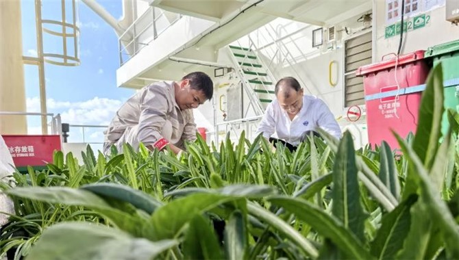 这条远洋船舶上种菜，“吃不完，根本吃